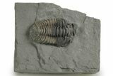 Flexicalymene Trilobite - Mt Orab, Ohio #347314-1